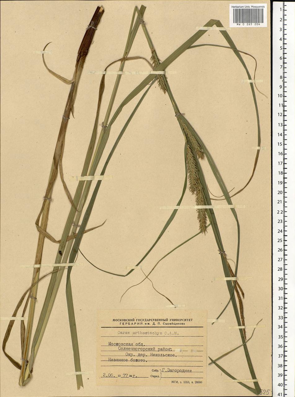 Carex atherodes Spreng., Eastern Europe, Moscow region (E4a) (Russia)