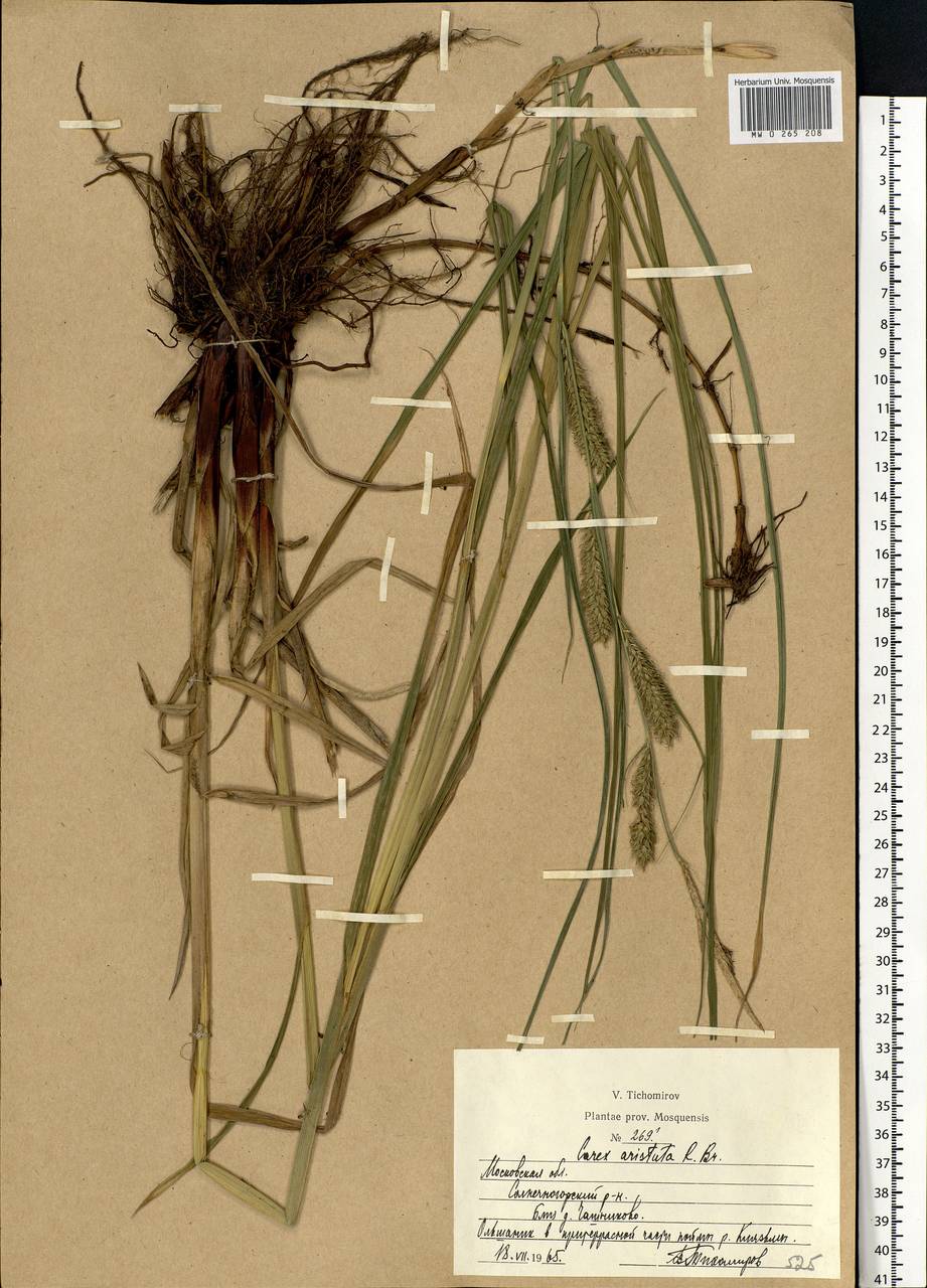 Carex atherodes Spreng., Eastern Europe, Moscow region (E4a) (Russia)