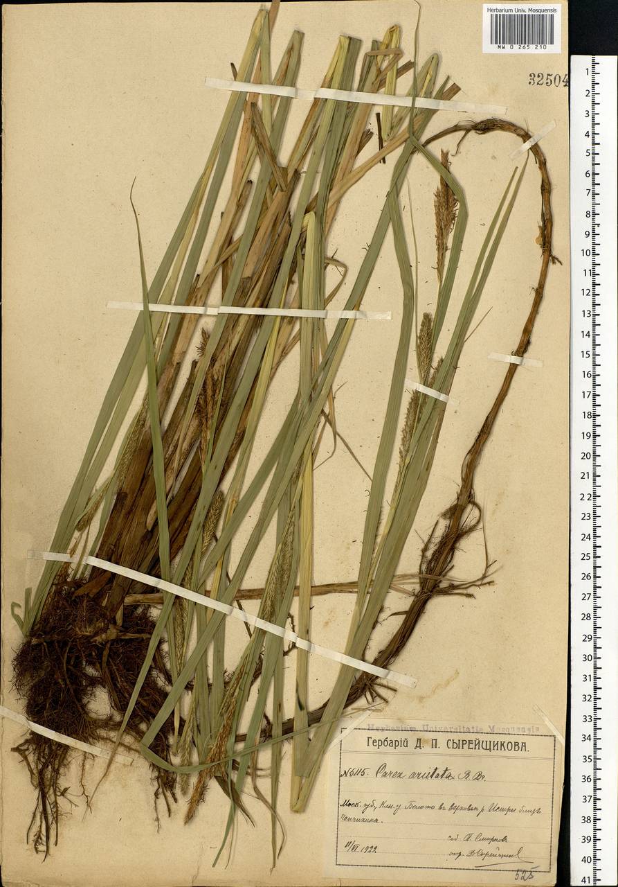 Carex atherodes Spreng., Eastern Europe, Moscow region (E4a) (Russia)