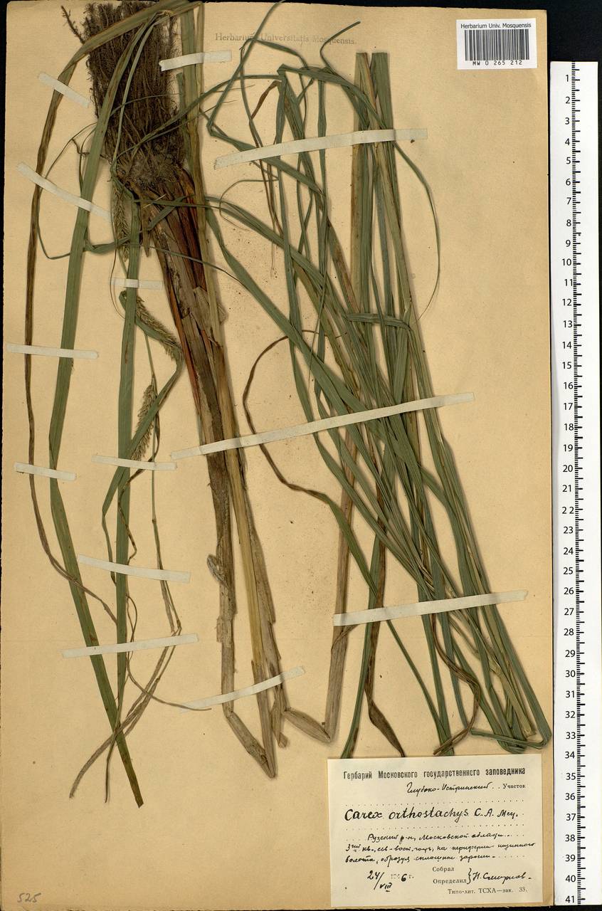 Carex atherodes Spreng., Eastern Europe, Moscow region (E4a) (Russia)