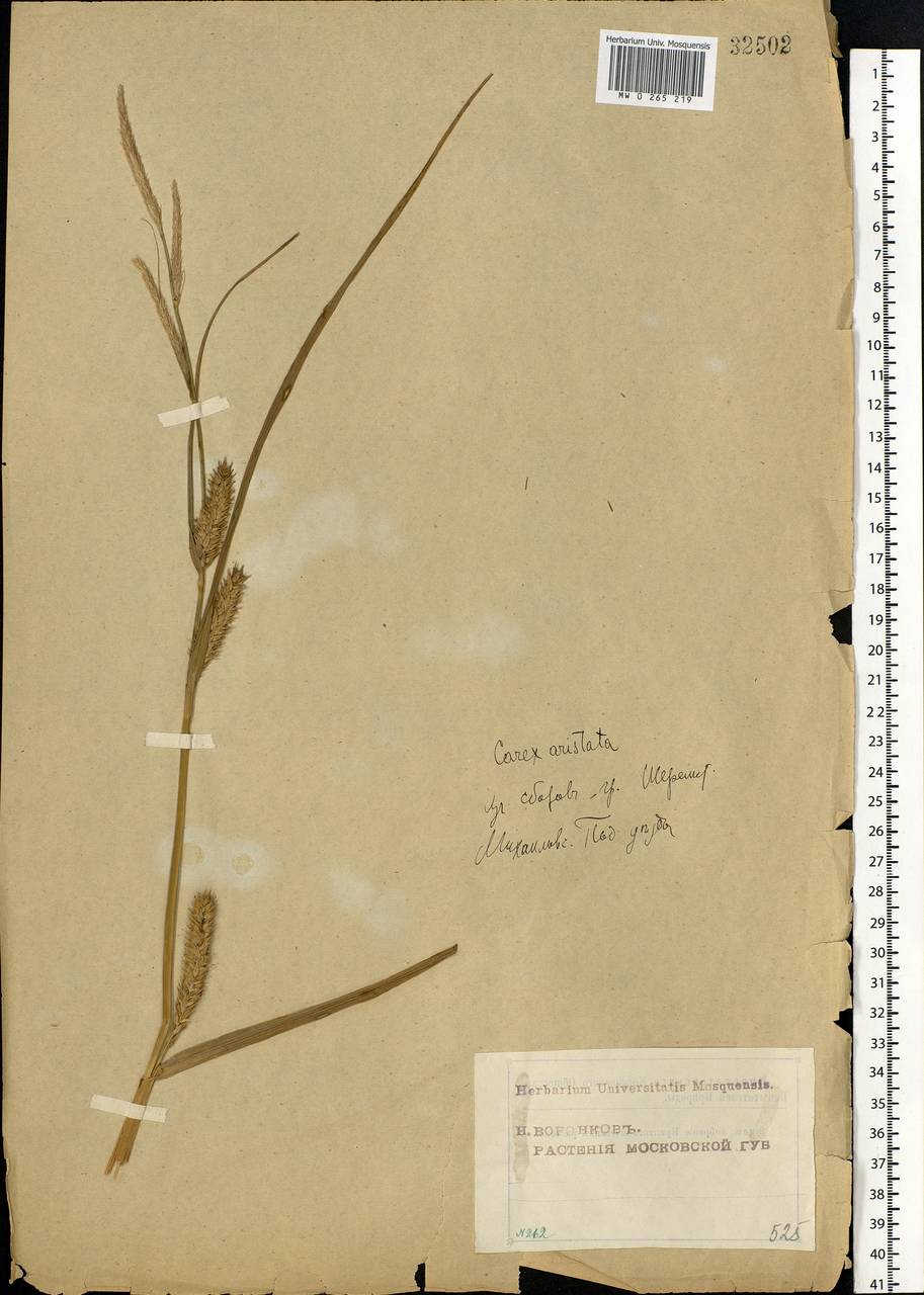 Carex atherodes Spreng., Eastern Europe, Moscow region (E4a) (Russia)