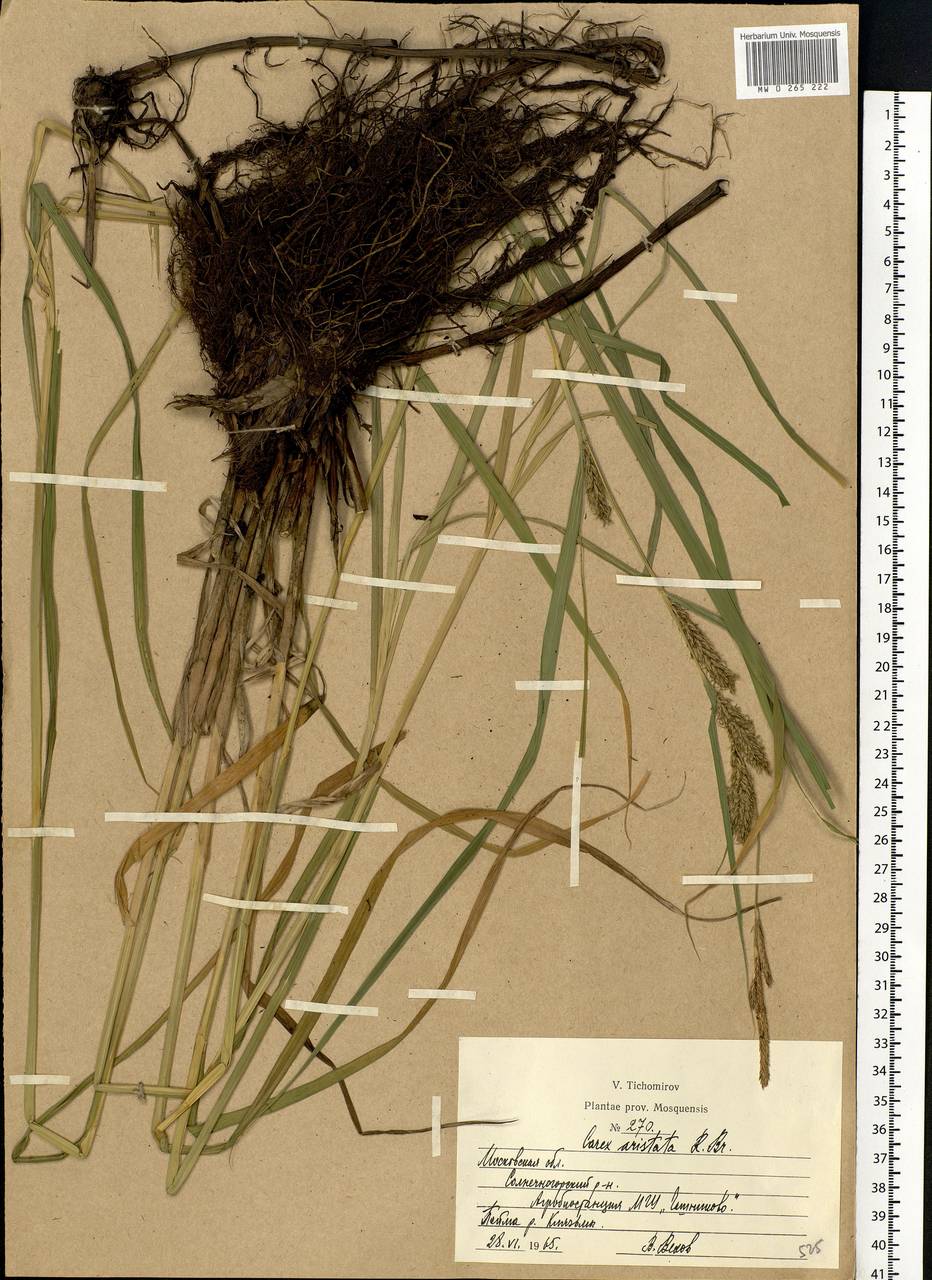 Carex atherodes Spreng., Eastern Europe, Moscow region (E4a) (Russia)