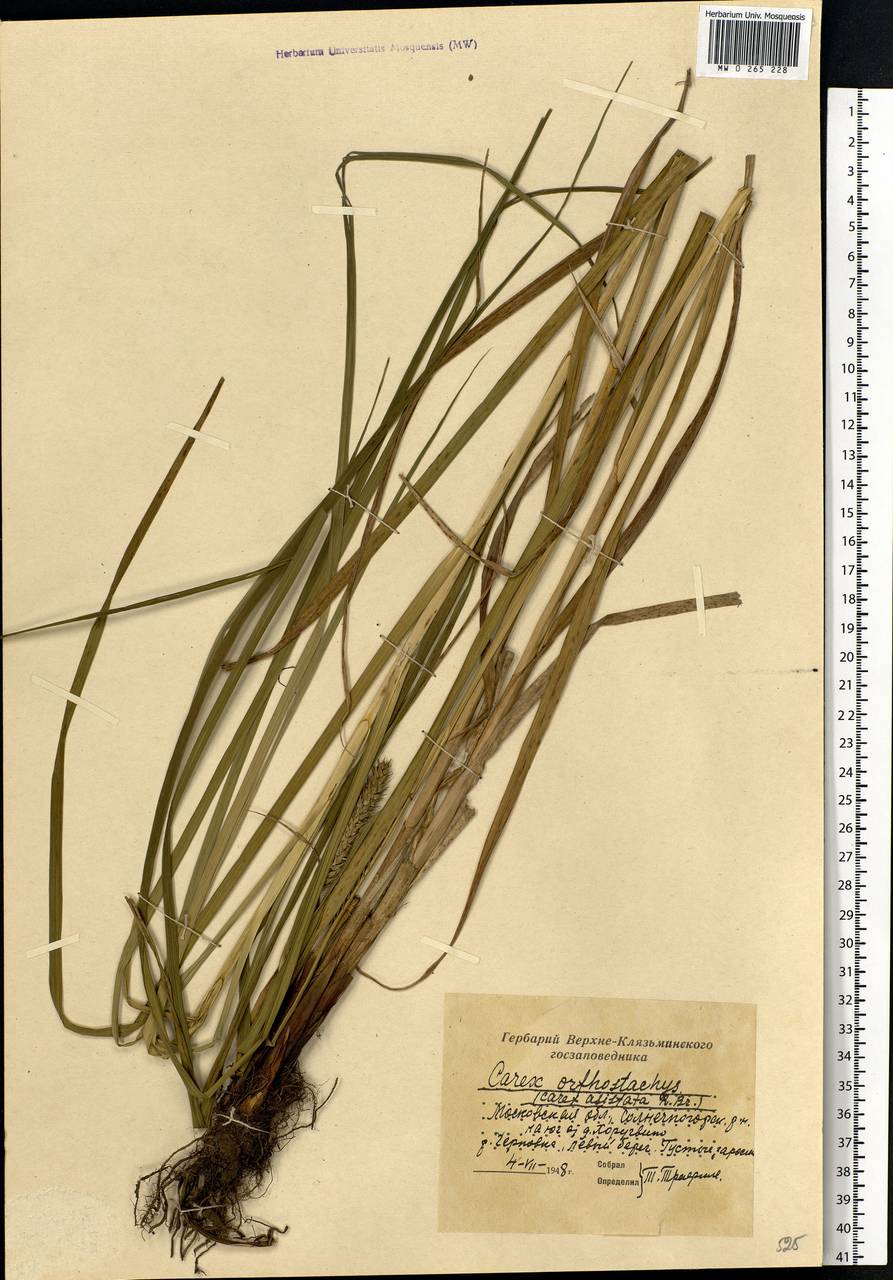 Carex atherodes Spreng., Eastern Europe, Moscow region (E4a) (Russia)