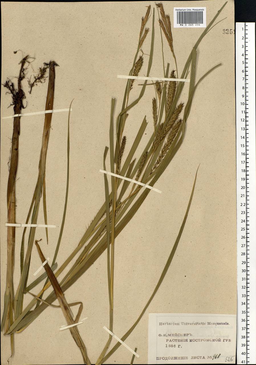 Carex atherodes Spreng., Eastern Europe, Central forest region (E5) (Russia)