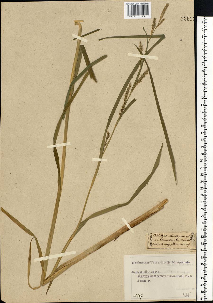 Carex atherodes Spreng., Eastern Europe, Central forest region (E5) (Russia)