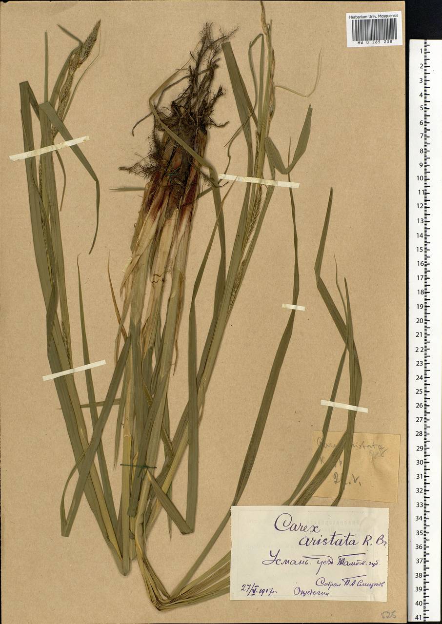 Carex atherodes Spreng., Eastern Europe, Central forest-and-steppe region (E6) (Russia)