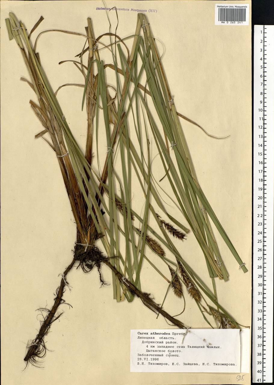 Carex atherodes Spreng., Eastern Europe, Central forest-and-steppe region (E6) (Russia)