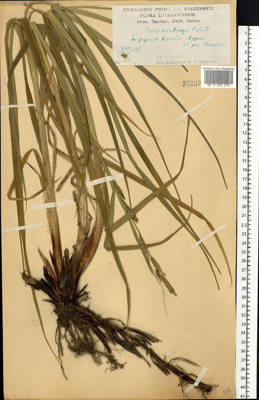 Carex atherodes Spreng., Eastern Europe, Central forest-and-steppe region (E6) (Russia)