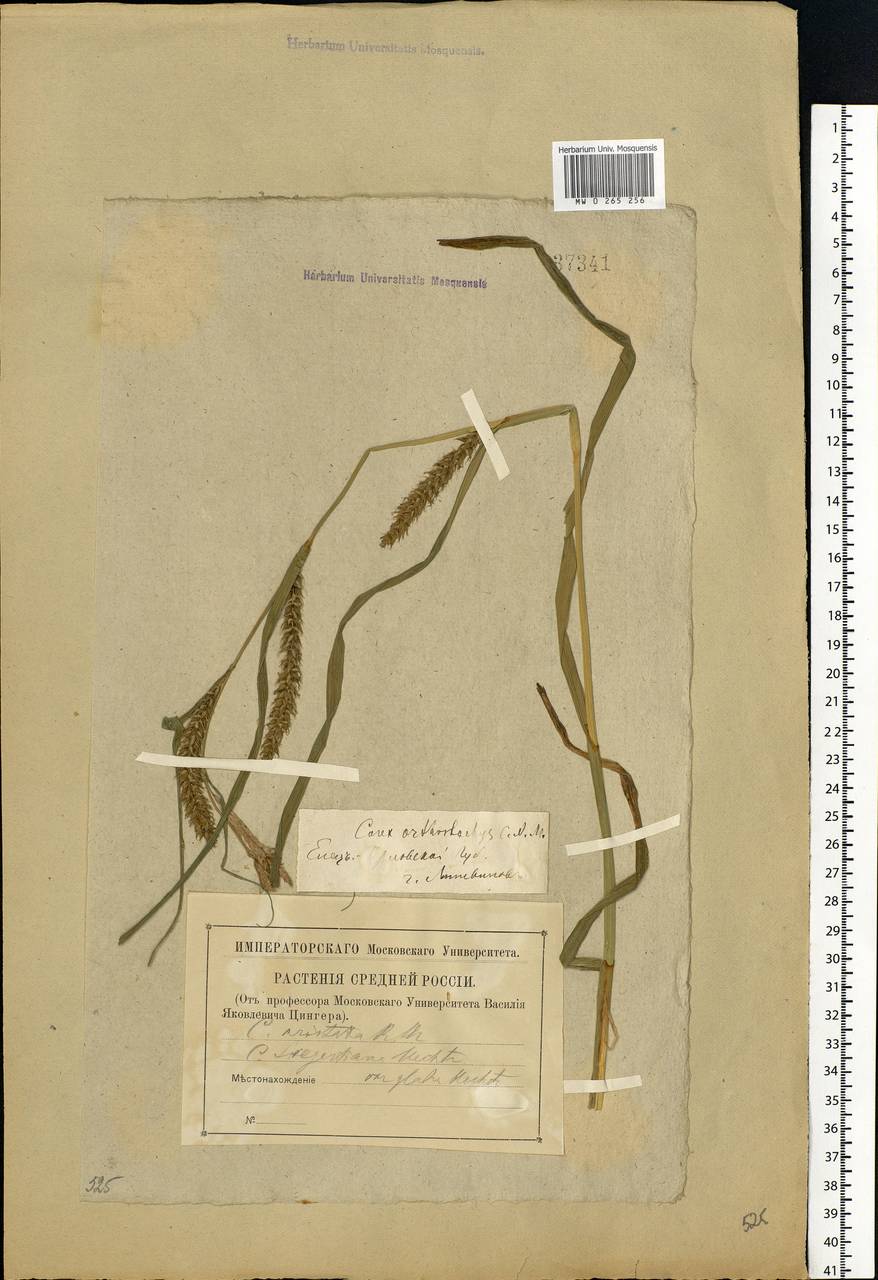 Carex atherodes Spreng., Eastern Europe, Central forest-and-steppe region (E6) (Russia)