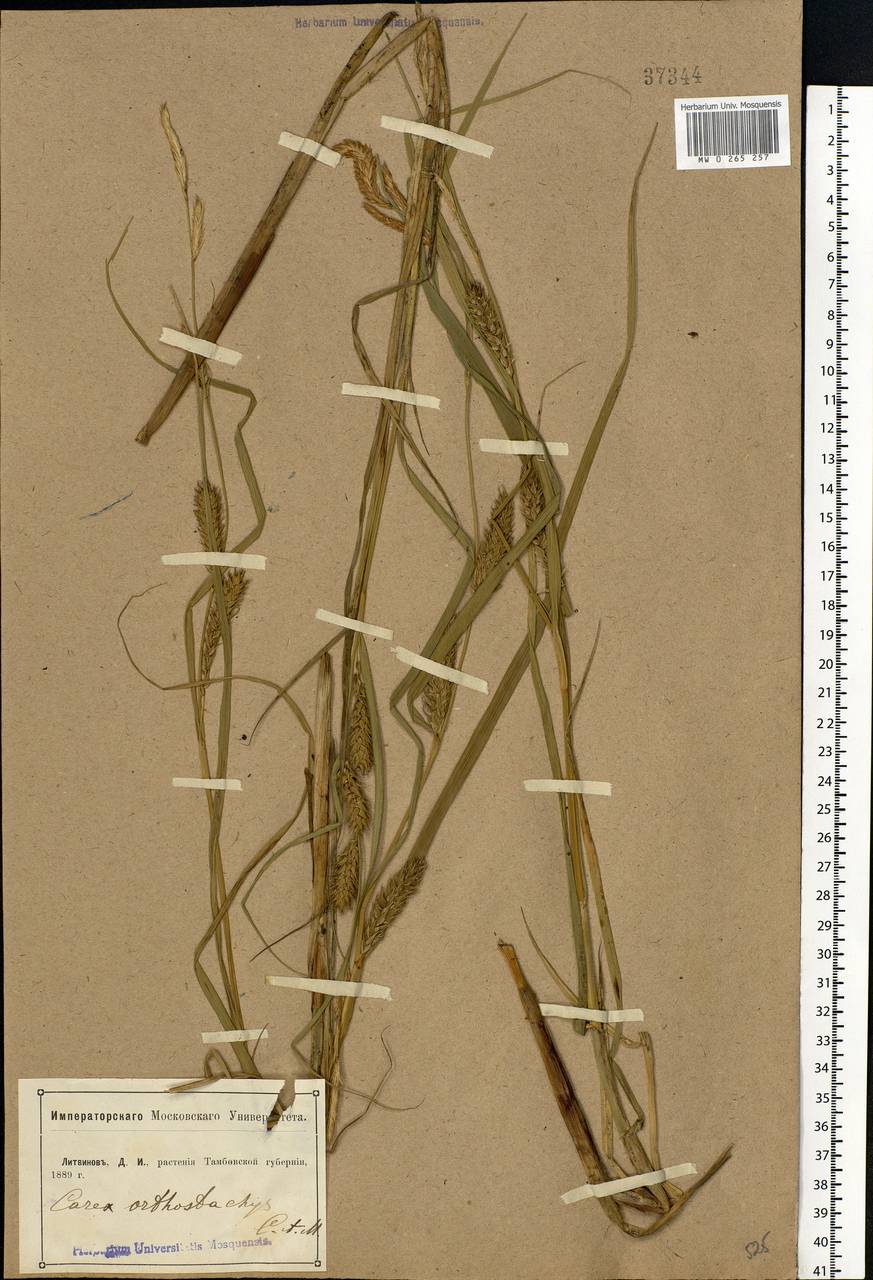 Carex atherodes Spreng., Eastern Europe, Central forest-and-steppe region (E6) (Russia)