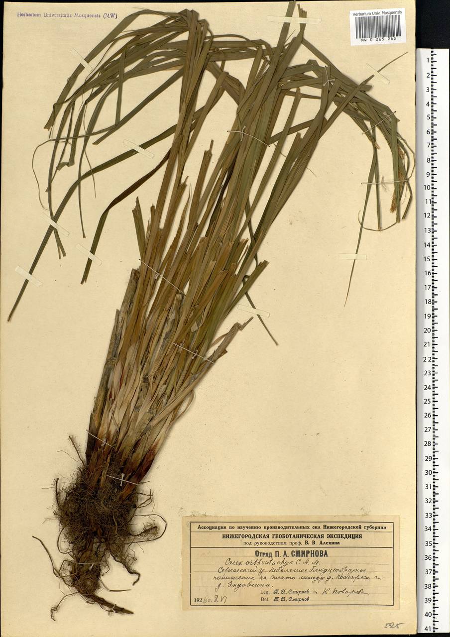 Carex atherodes Spreng., Eastern Europe, Volga-Kama region (E7) (Russia)