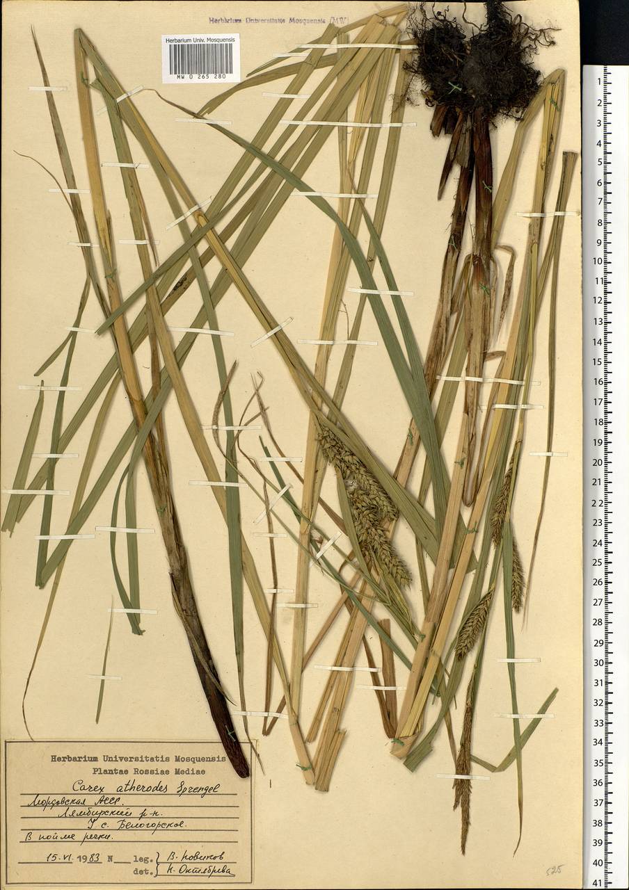 Carex atherodes Spreng., Eastern Europe, Middle Volga region (E8) (Russia)