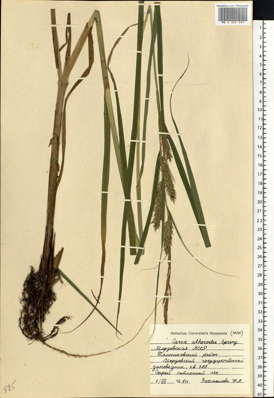 Carex atherodes Spreng., Eastern Europe, Middle Volga region (E8) (Russia)