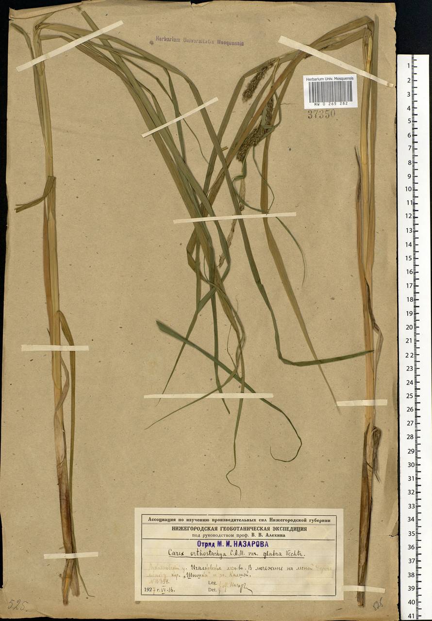 Carex atherodes Spreng., Eastern Europe, Middle Volga region (E8) (Russia)