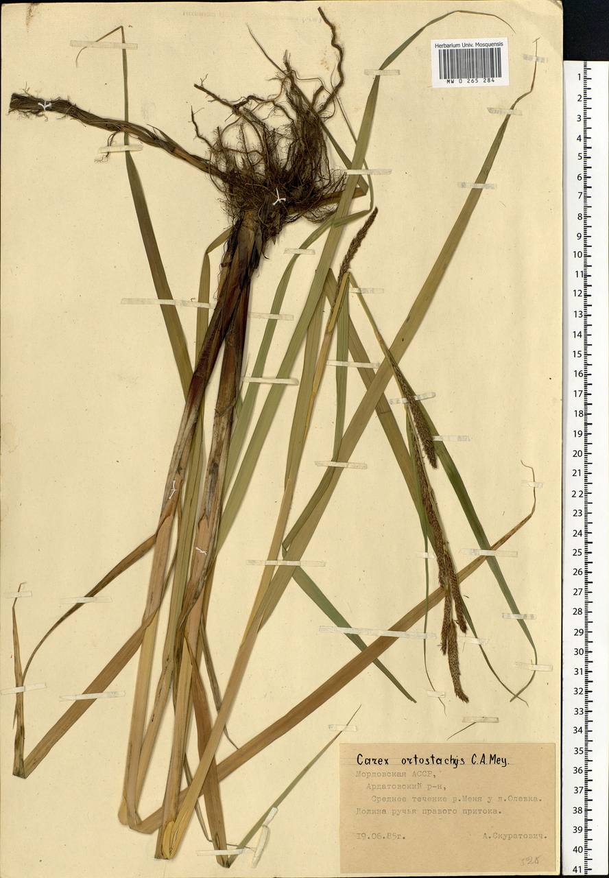 Carex atherodes Spreng., Eastern Europe, Middle Volga region (E8) (Russia)