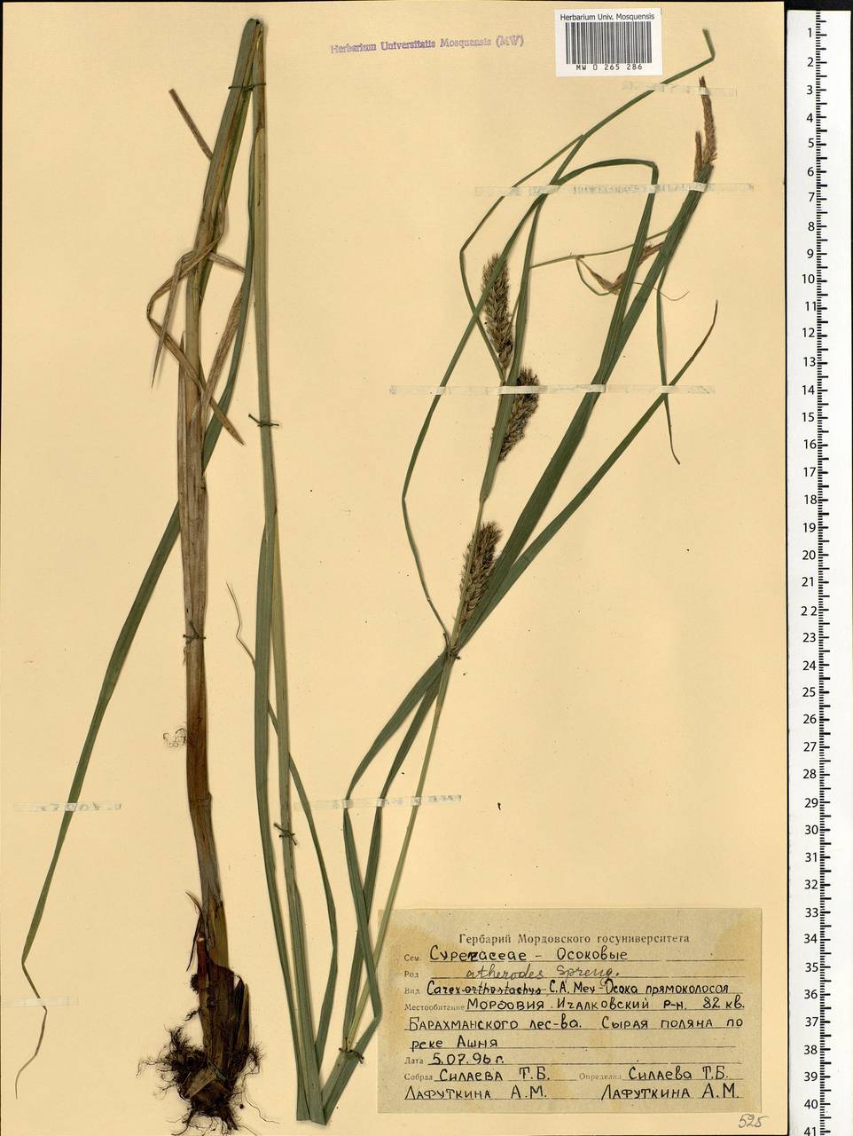 Carex atherodes Spreng., Eastern Europe, Middle Volga region (E8) (Russia)