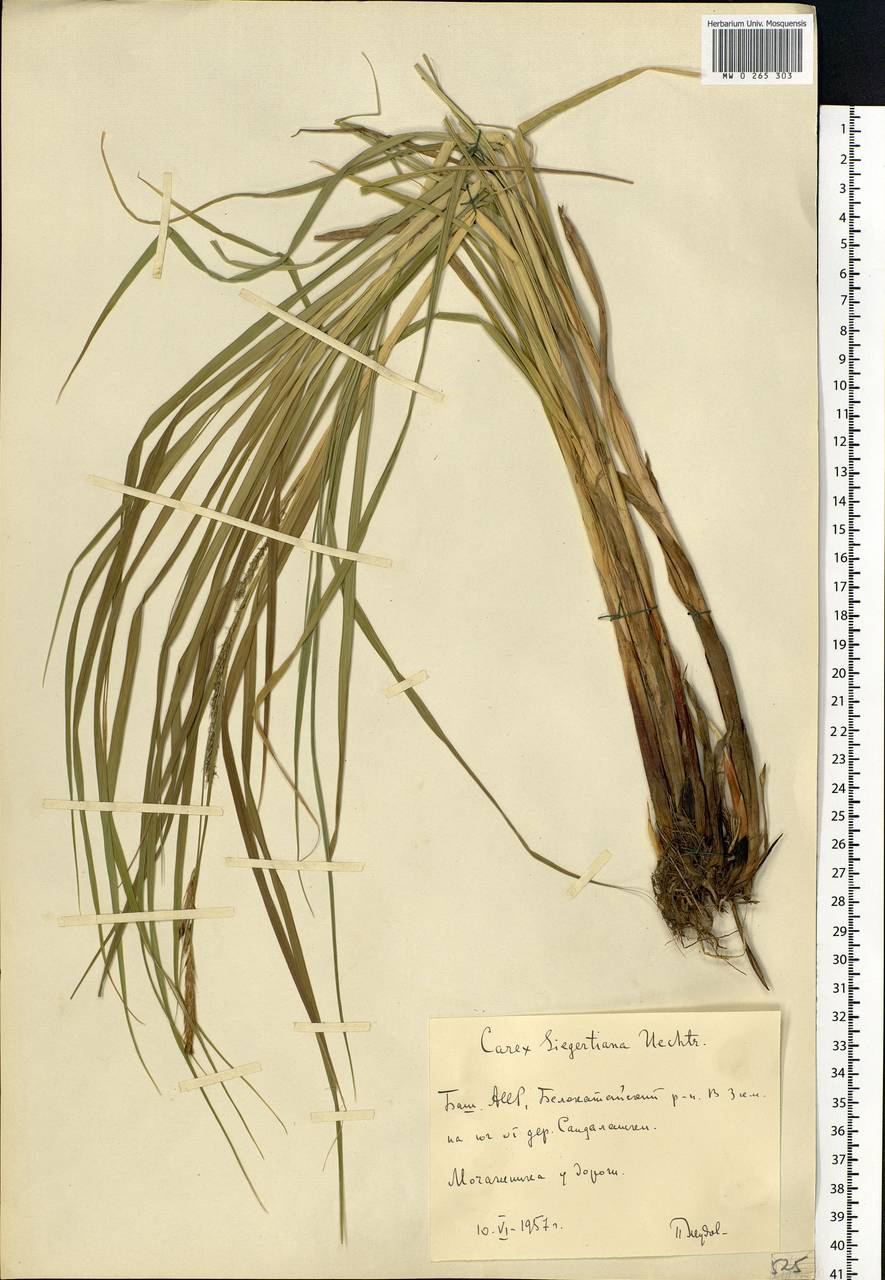 Carex atherodes Spreng., Eastern Europe, Eastern region (E10) (Russia)