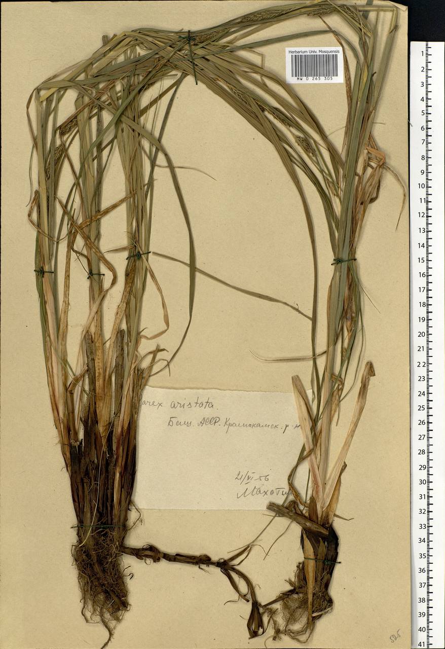 Carex atherodes Spreng., Eastern Europe, Eastern region (E10) (Russia)