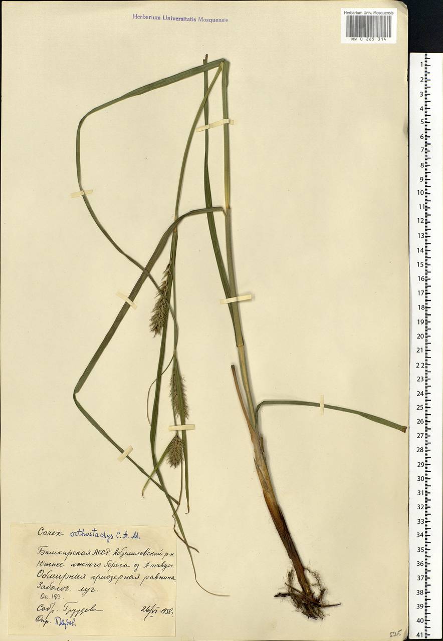 Carex atherodes Spreng., Eastern Europe, Eastern region (E10) (Russia)