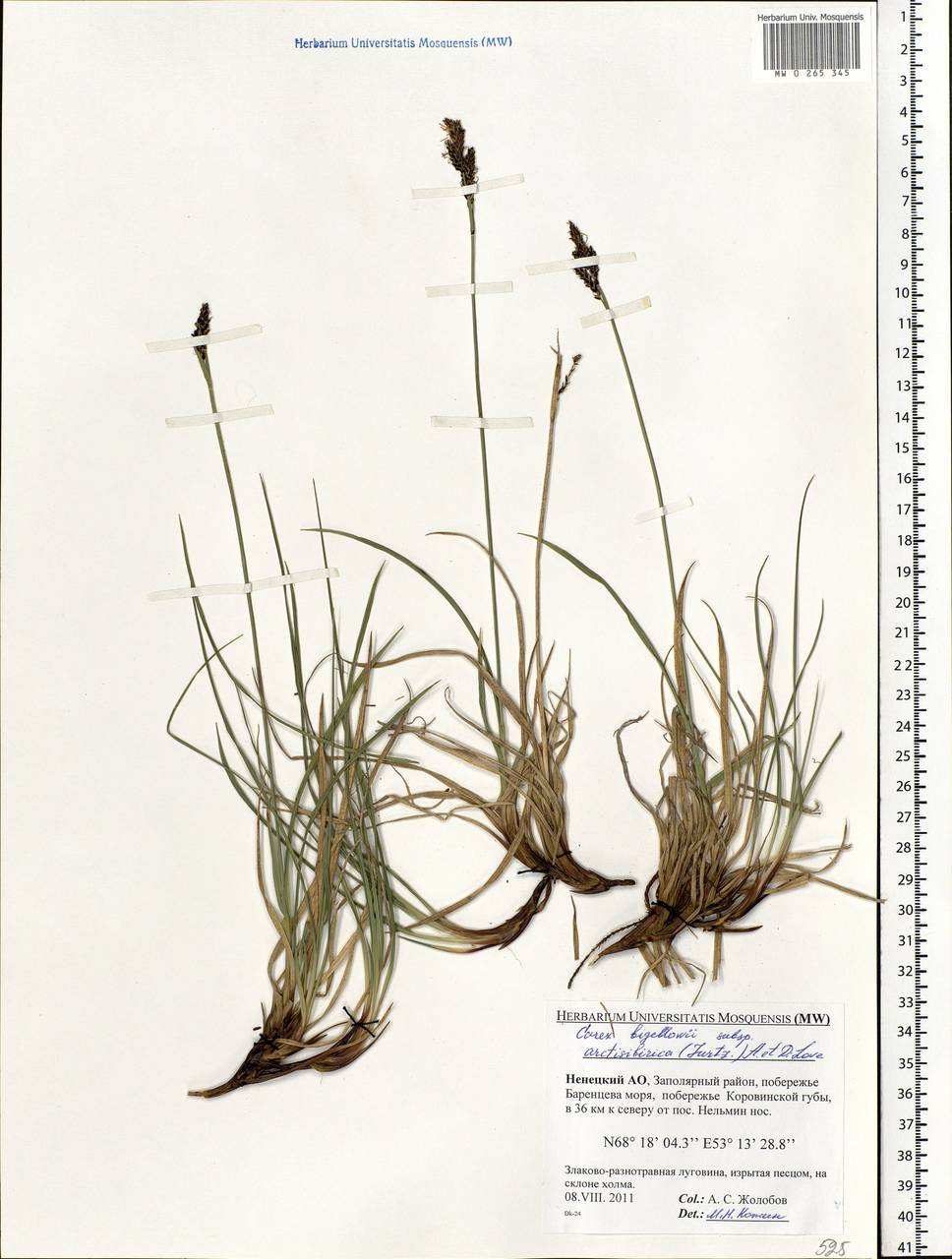 Carex bigelowii Torr. ex Schwein., Eastern Europe, Northern region (E1) (Russia)