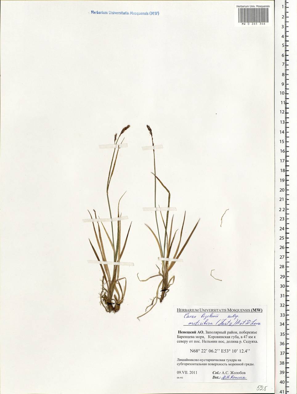 Carex bigelowii Torr. ex Schwein., Eastern Europe, Northern region (E1) (Russia)