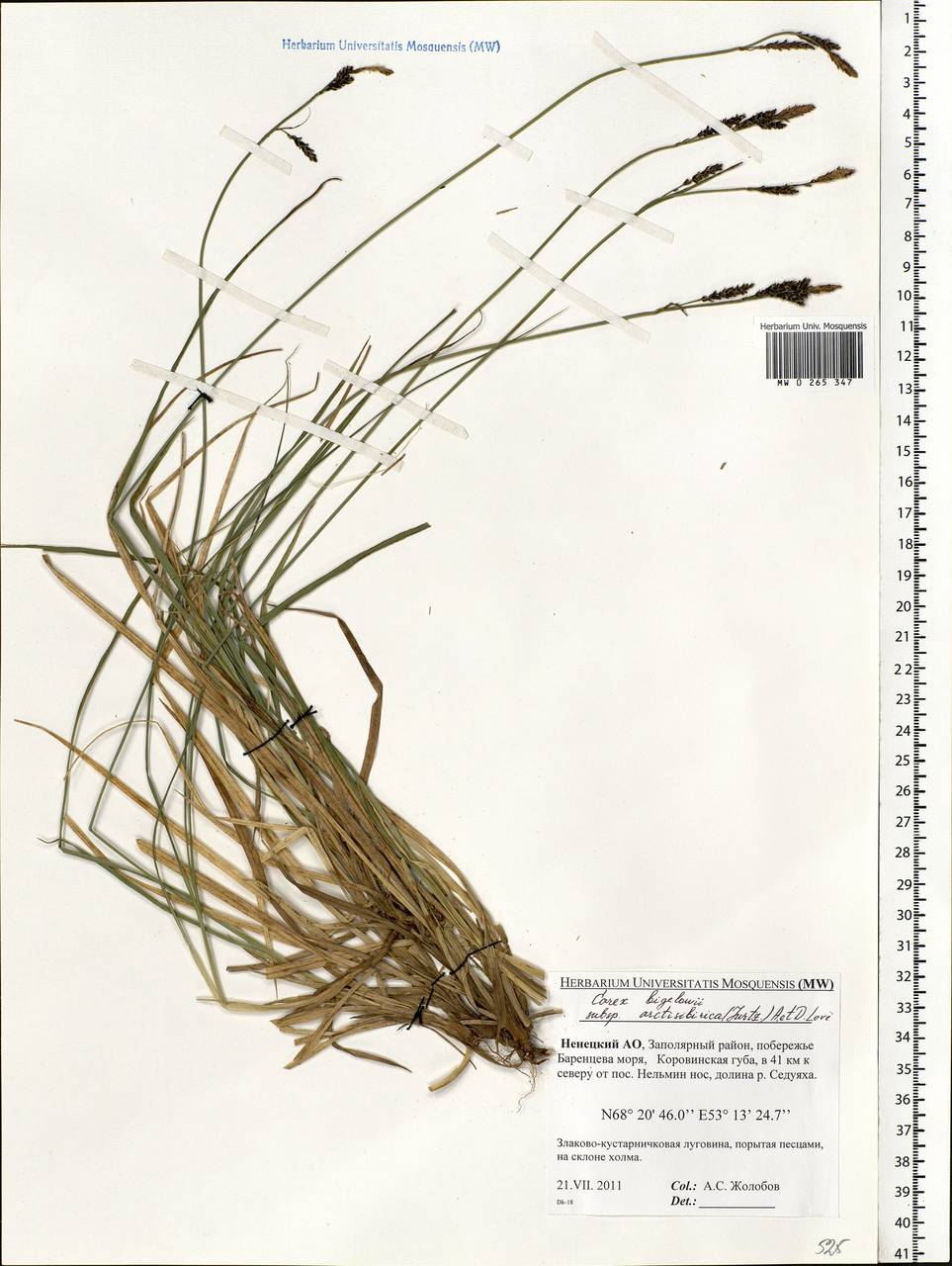 Carex bigelowii Torr. ex Schwein., Eastern Europe, Northern region (E1) (Russia)