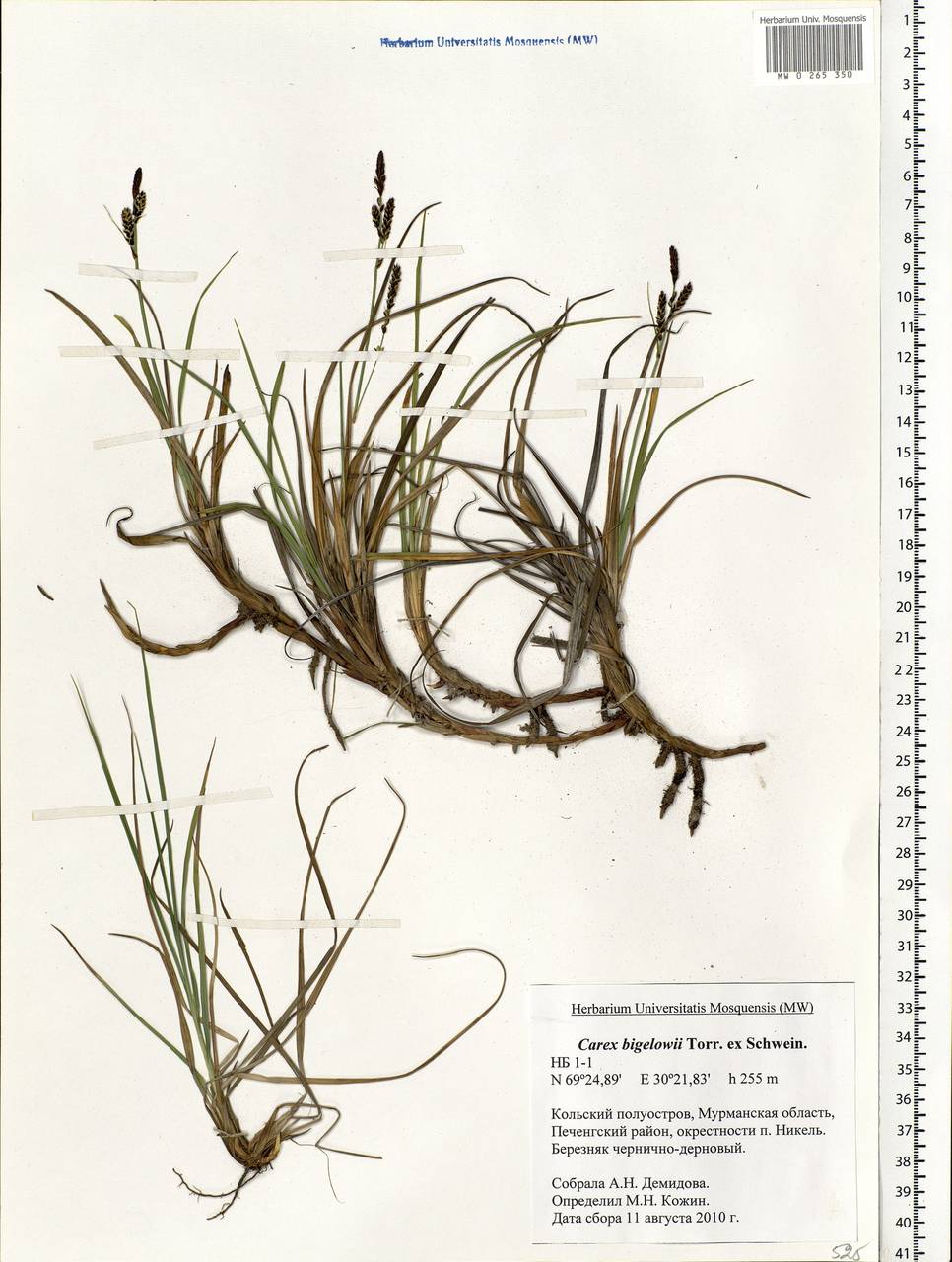 Carex bigelowii subsp. arctisibirica (Jurtzev) Á.Löve & D.Löve, Eastern Europe, Northern region (E1) (Russia)