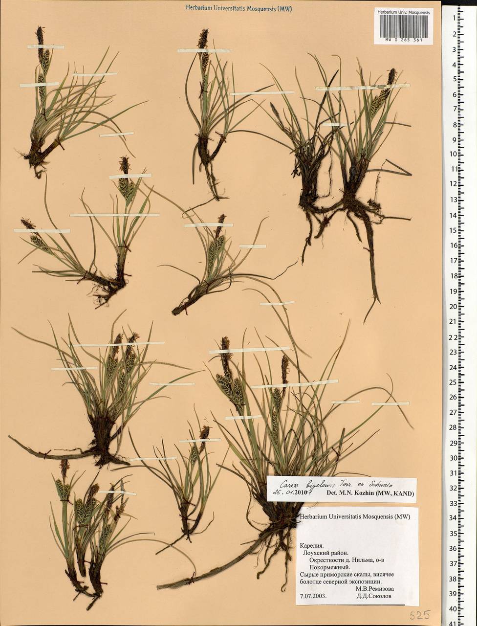 Carex bigelowii Torr. ex Schwein., Eastern Europe, Northern region (E1) (Russia)