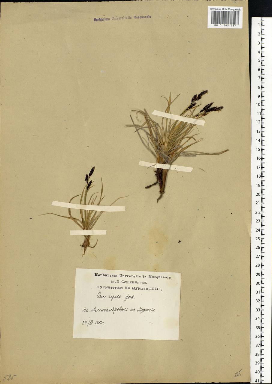 Carex bigelowii Torr. ex Schwein., Eastern Europe, Northern region (E1) (Russia)