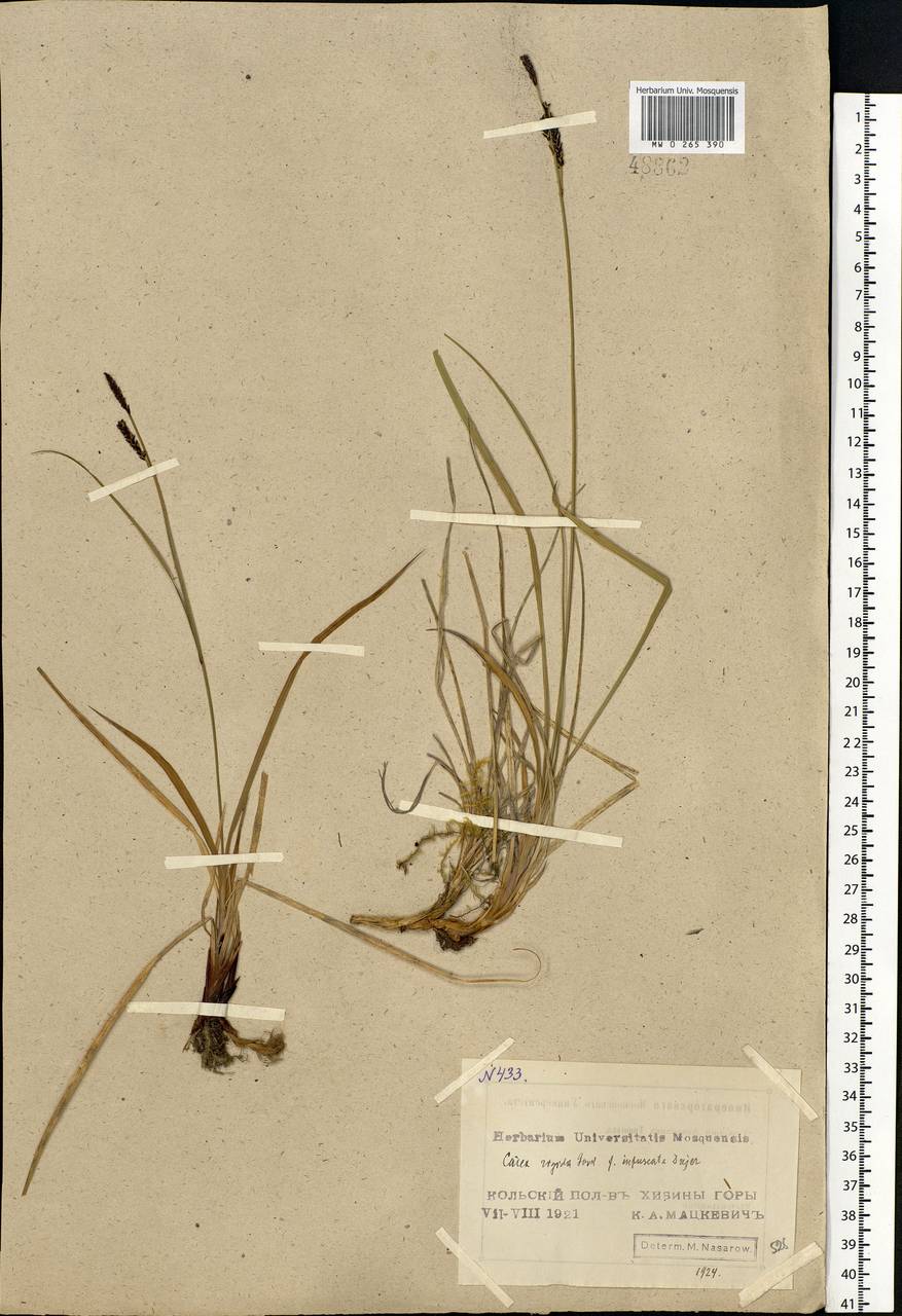 Carex bigelowii Torr. ex Schwein., Eastern Europe, Northern region (E1) (Russia)