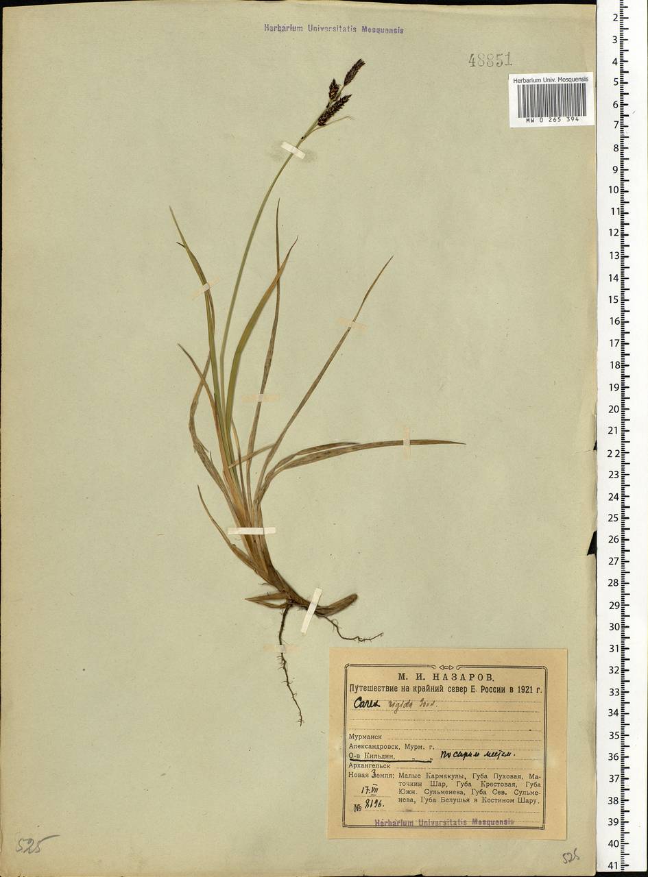 Carex bigelowii Torr. ex Schwein., Eastern Europe, Northern region (E1) (Russia)