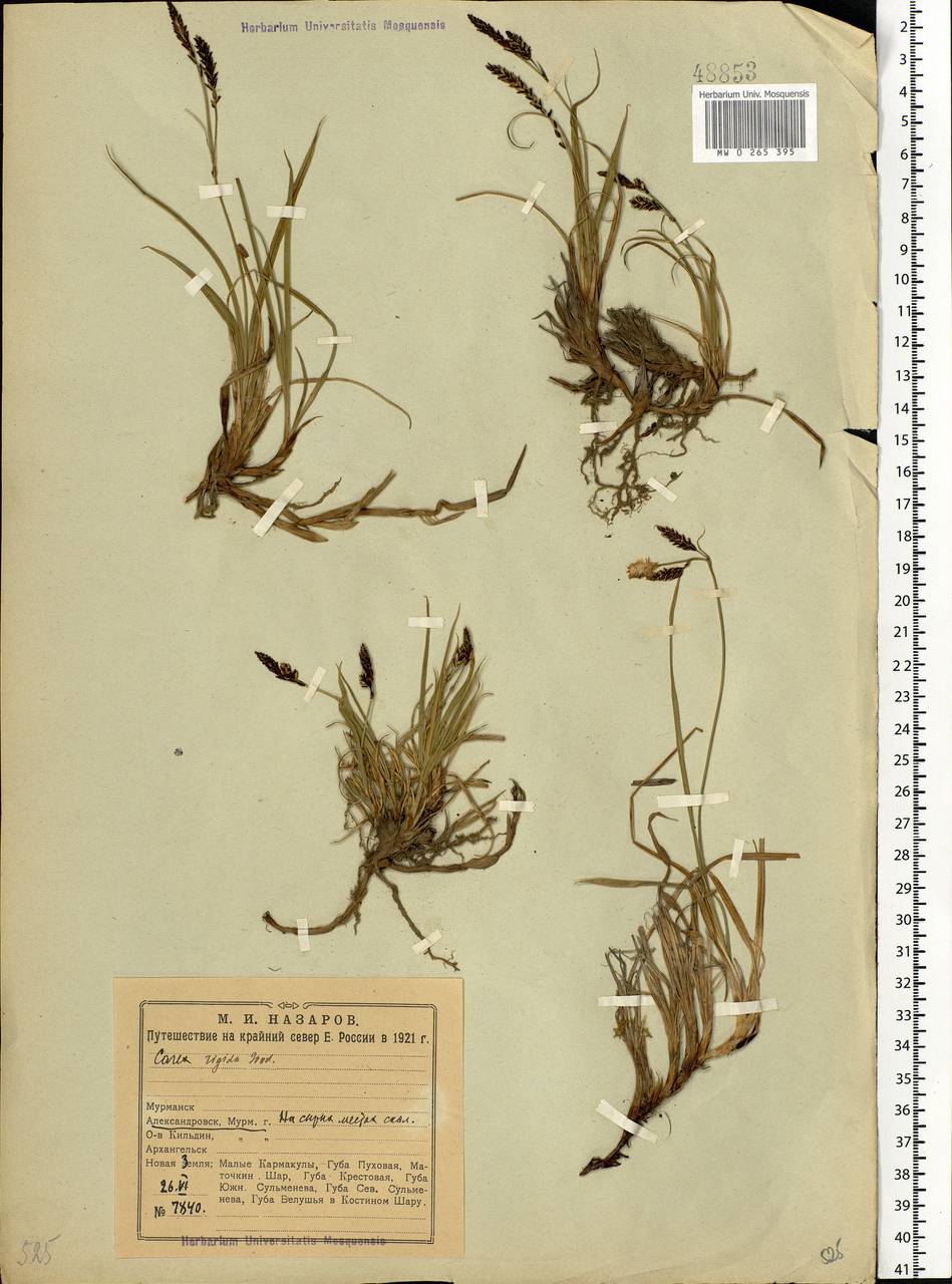 Carex bigelowii Torr. ex Schwein., Eastern Europe, Northern region (E1) (Russia)