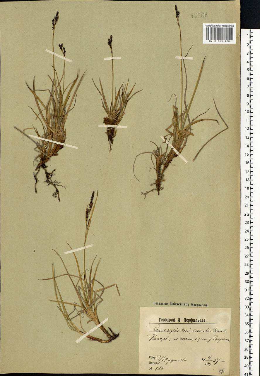 Carex bigelowii Torr. ex Schwein., Eastern Europe, Northern region (E1) (Russia)