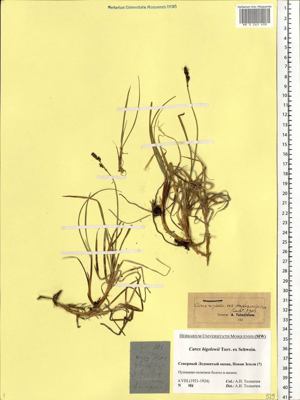 Carex bigelowii Torr. ex Schwein., Eastern Europe, Northern region (E1) (Russia)