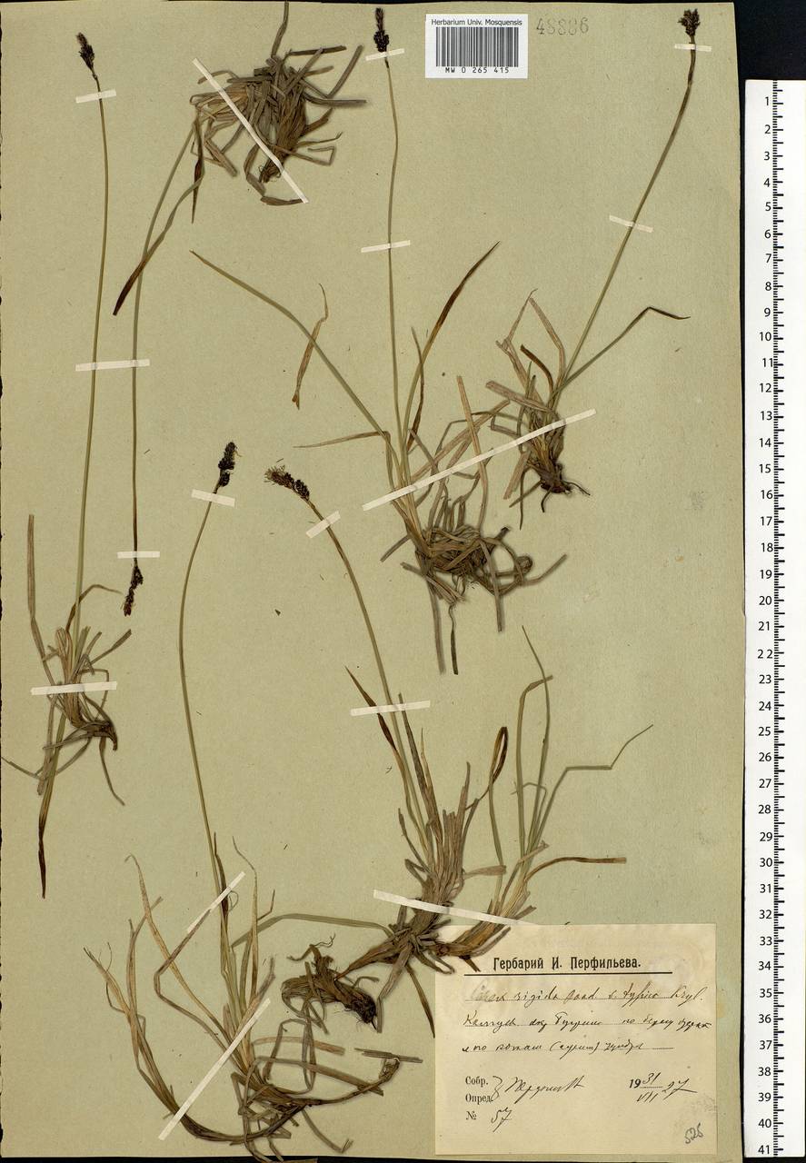 Carex bigelowii Torr. ex Schwein., Eastern Europe, Northern region (E1) (Russia)