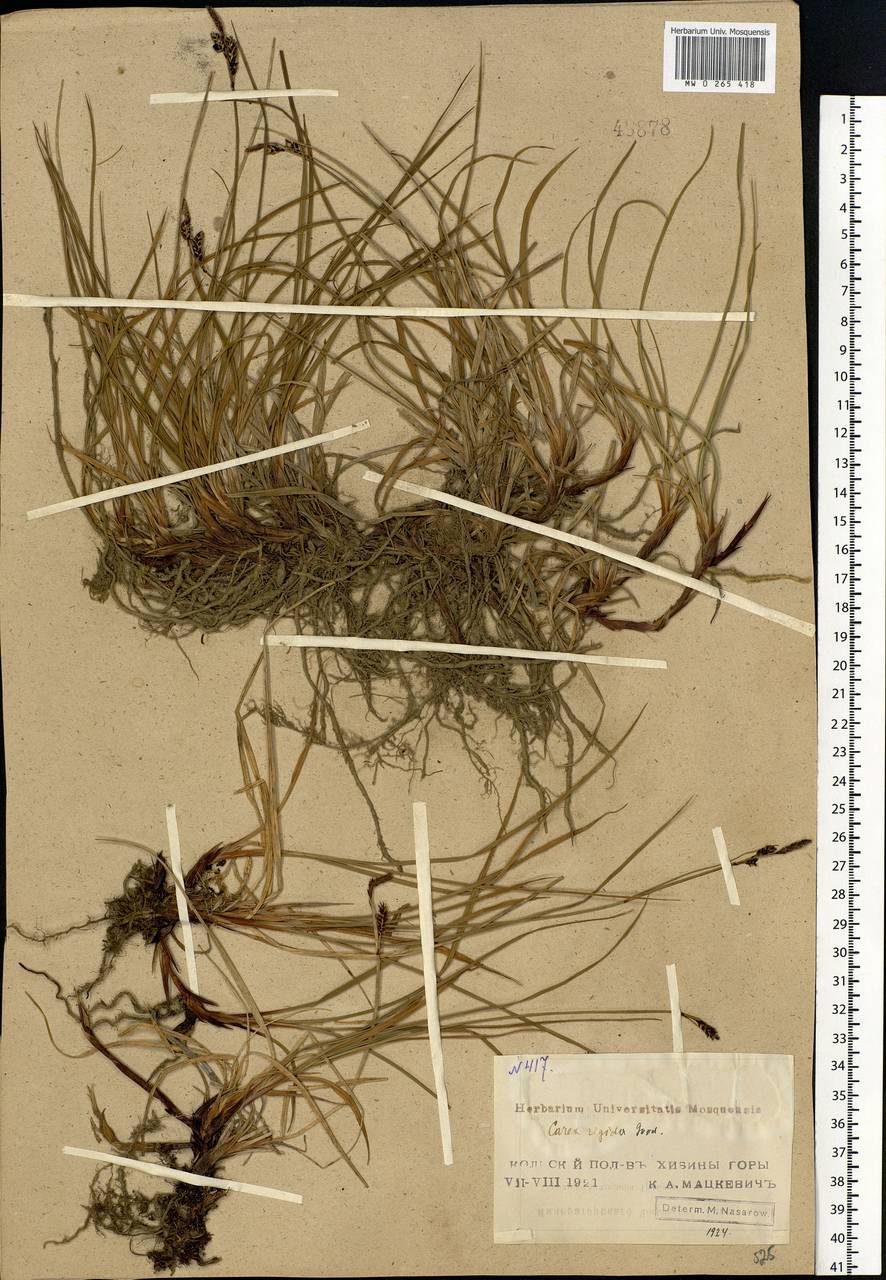 Carex bigelowii Torr. ex Schwein., Eastern Europe, Northern region (E1) (Russia)