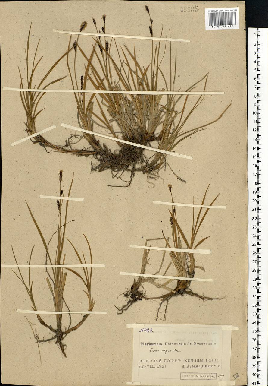 Carex bigelowii Torr. ex Schwein., Eastern Europe, Northern region (E1) (Russia)