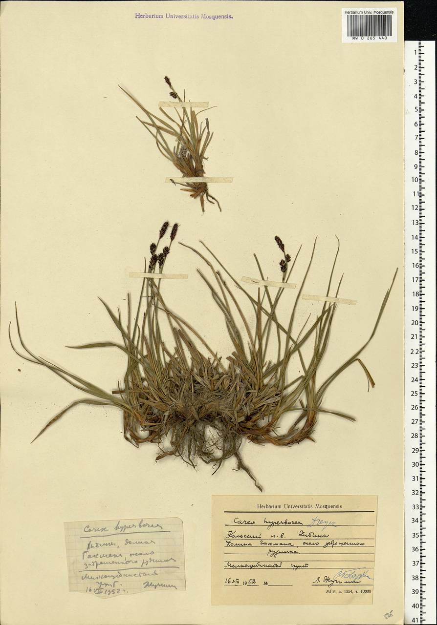 Carex bigelowii Torr. ex Schwein., Eastern Europe, Northern region (E1) (Russia)