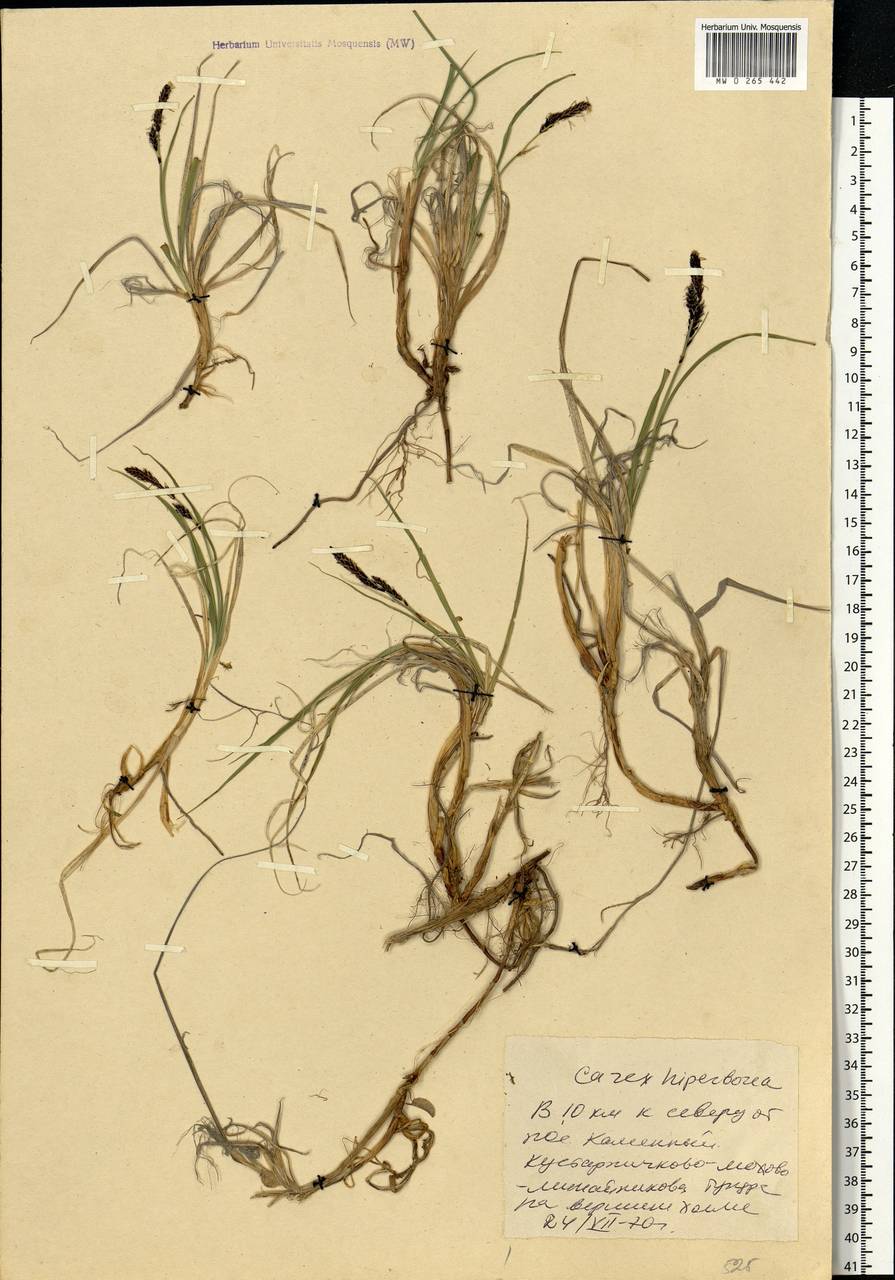 Carex bigelowii Torr. ex Schwein., Siberia, Western Siberia (S1) (Russia)