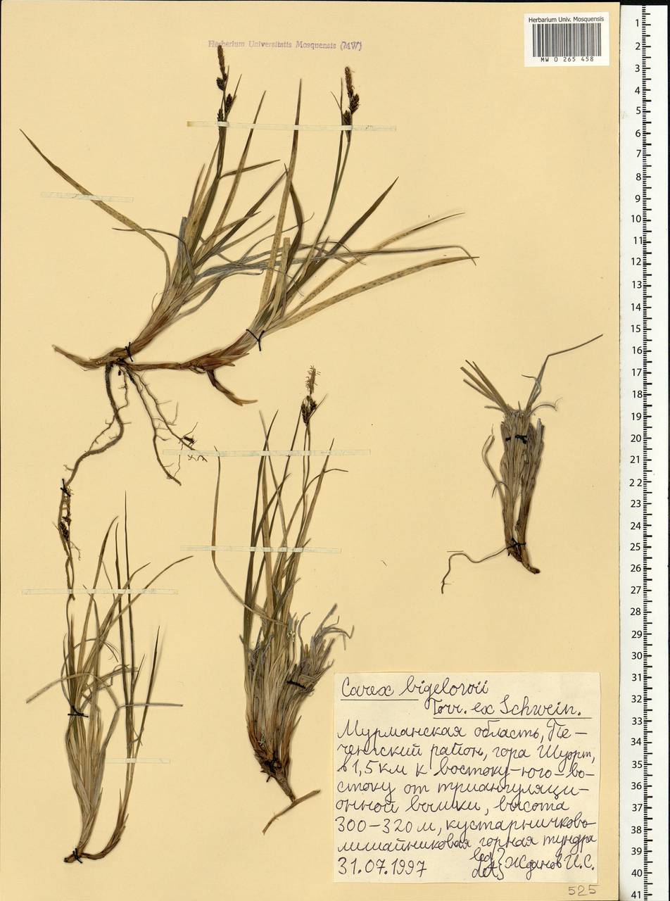 Carex bigelowii Torr. ex Schwein., Eastern Europe, Northern region (E1) (Russia)