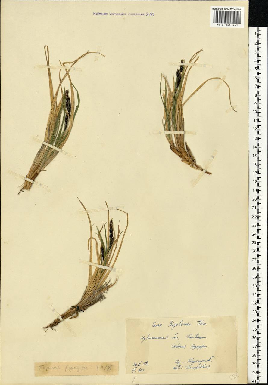 Carex bigelowii Torr. ex Schwein., Eastern Europe, Northern region (E1) (Russia)