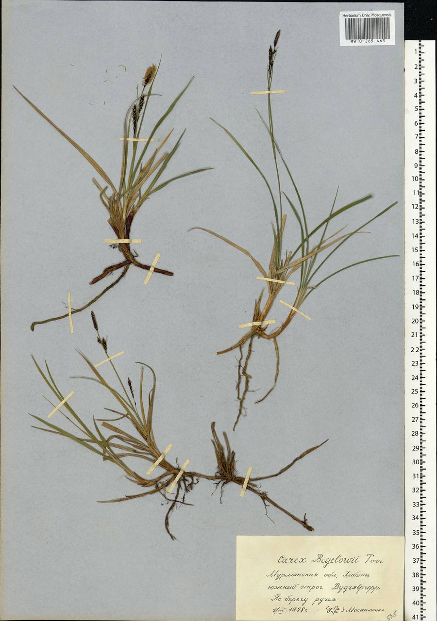 Carex bigelowii Torr. ex Schwein., Eastern Europe, Northern region (E1) (Russia)