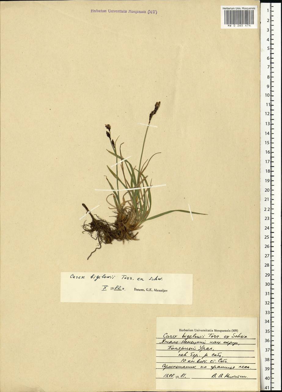 Carex bigelowii Torr. ex Schwein., Siberia, Western Siberia (S1) (Russia)