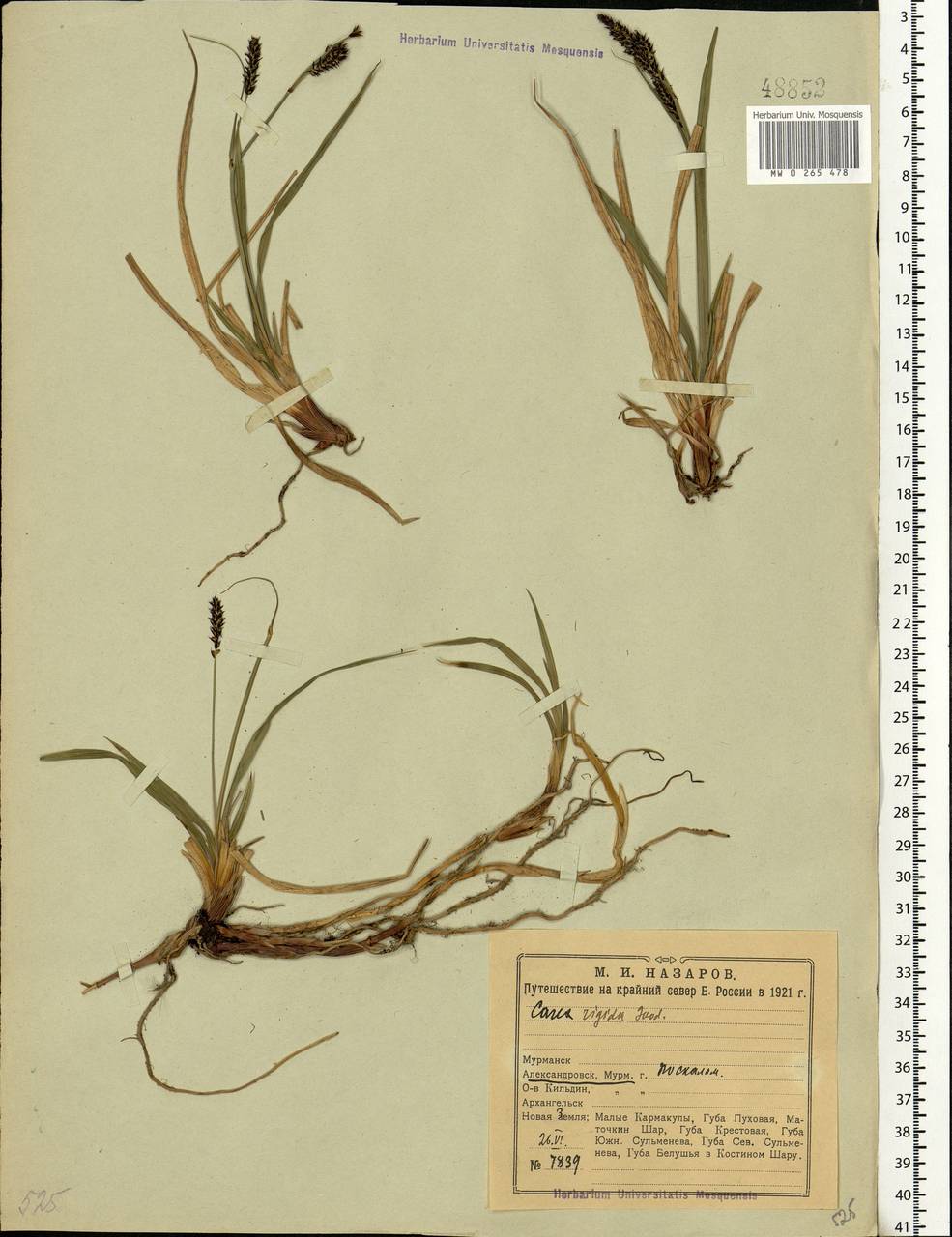 Carex bigelowii Torr. ex Schwein., Eastern Europe, Northern region (E1) (Russia)