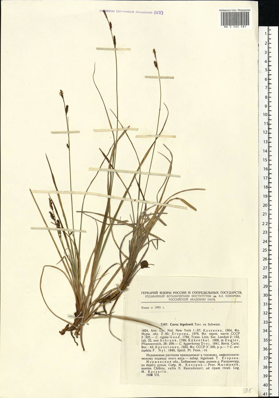 Carex bigelowii Torr. ex Schwein., Eastern Europe, Northern region (E1) (Russia)