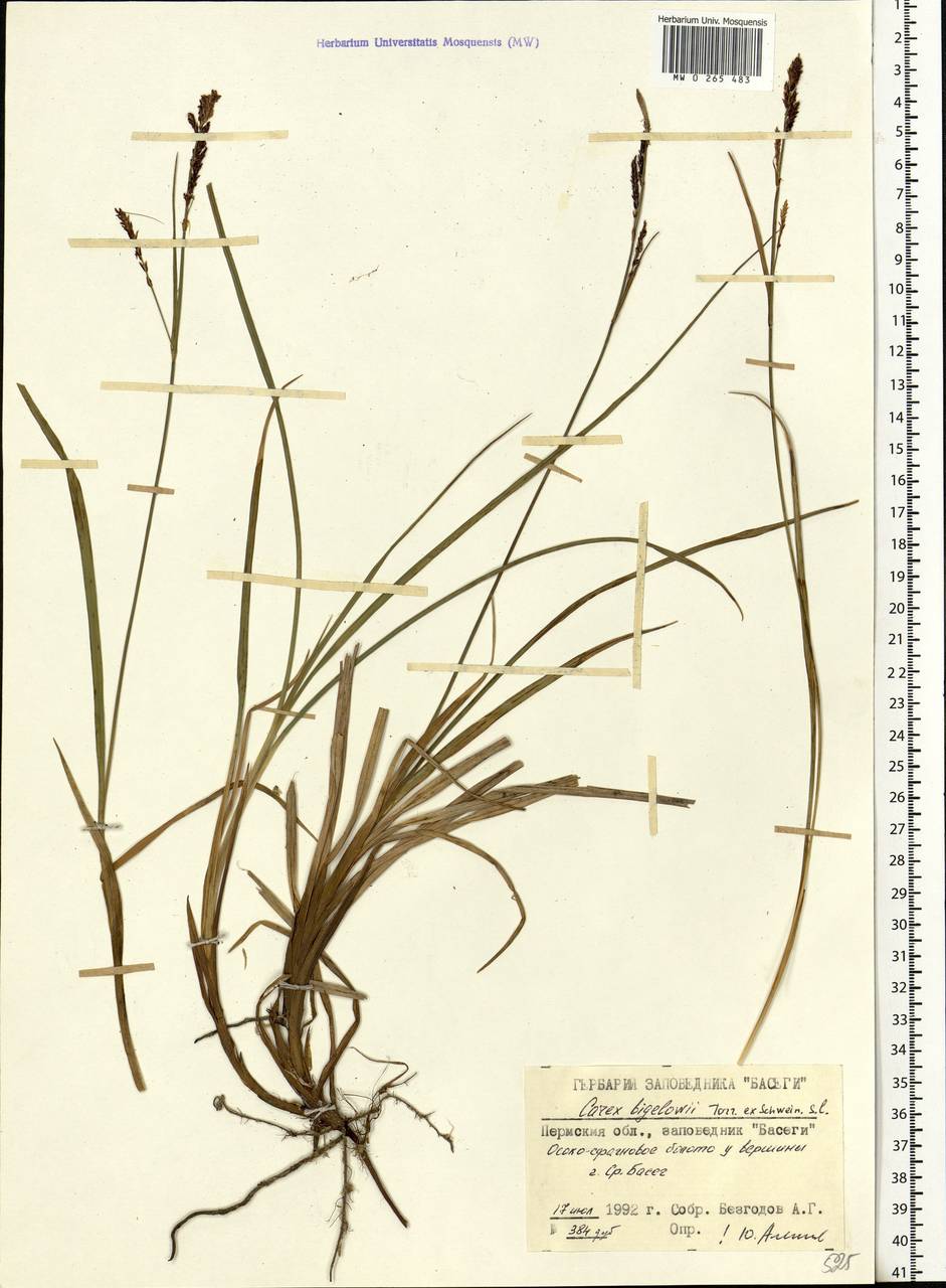 Carex bigelowii Torr. ex Schwein., Eastern Europe, Eastern region (E10) (Russia)