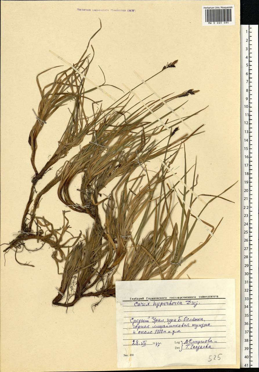 Carex bigelowii Torr. ex Schwein., Eastern Europe, Eastern region (E10) (Russia)