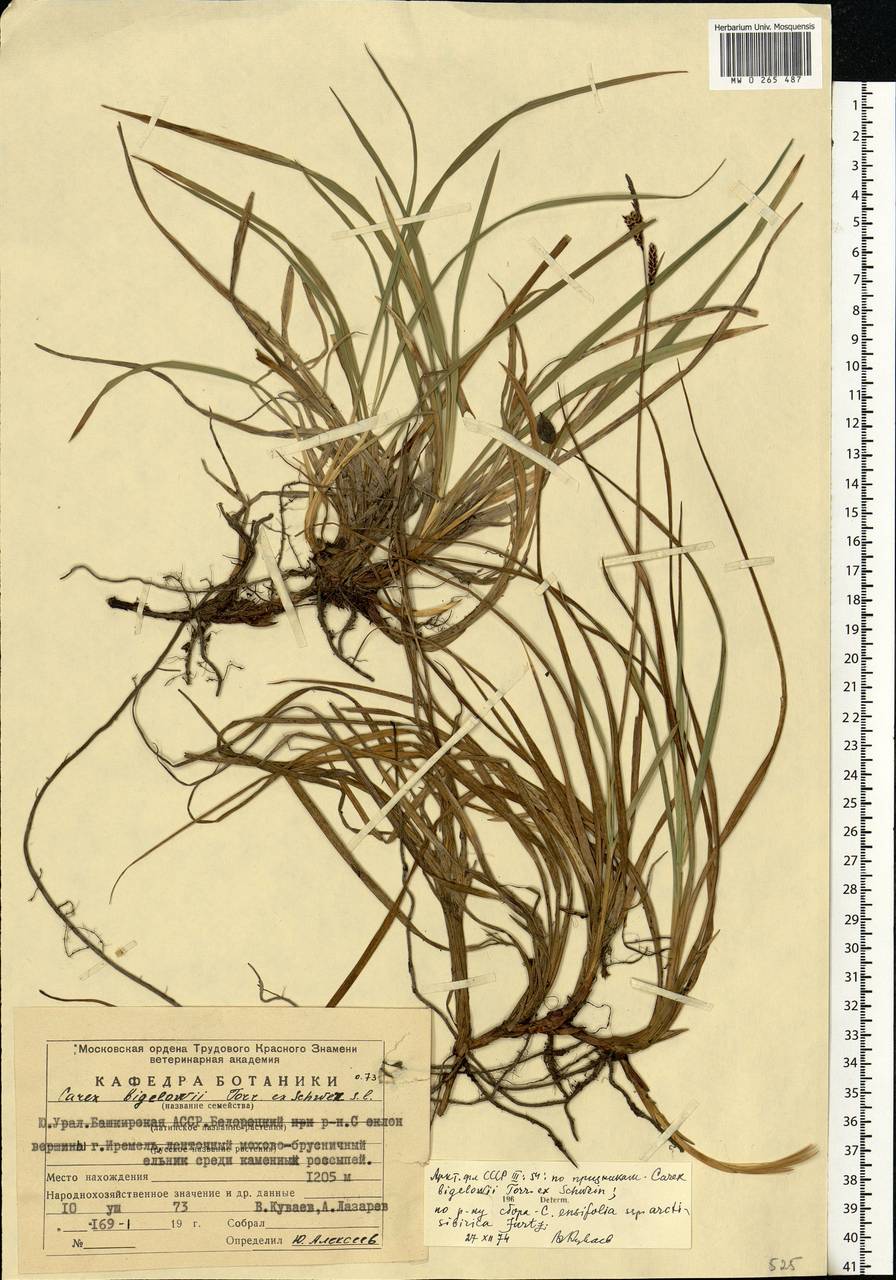 Carex bigelowii Torr. ex Schwein., Eastern Europe, Eastern region (E10) (Russia)