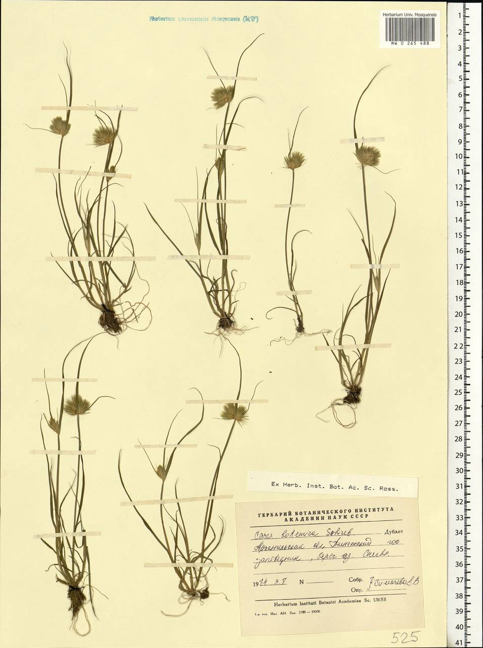 Carex bohemica Schreb., Eastern Europe, Northern region (E1) (Russia)