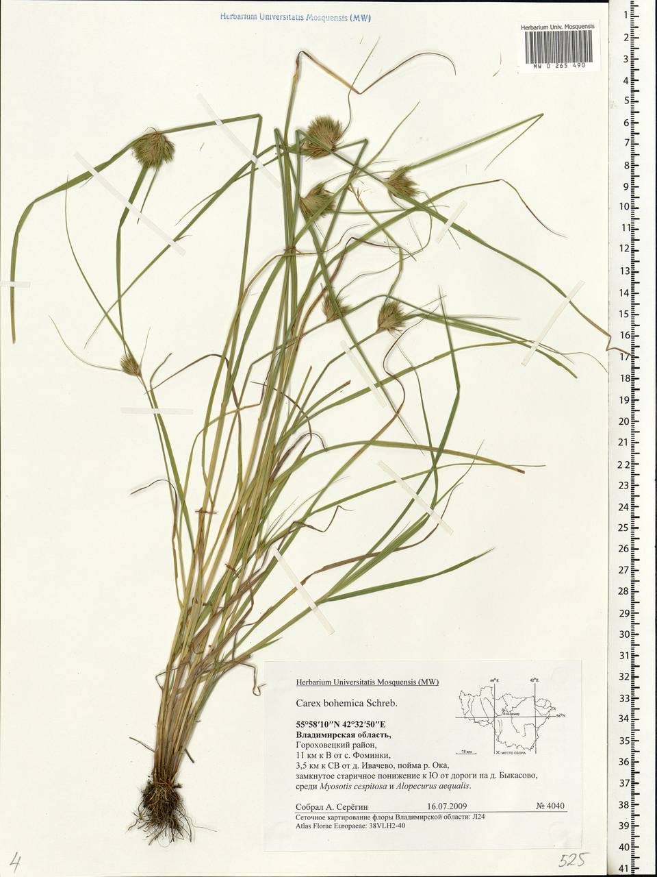 Carex bohemica Schreb., Eastern Europe, Central region (E4) (Russia)